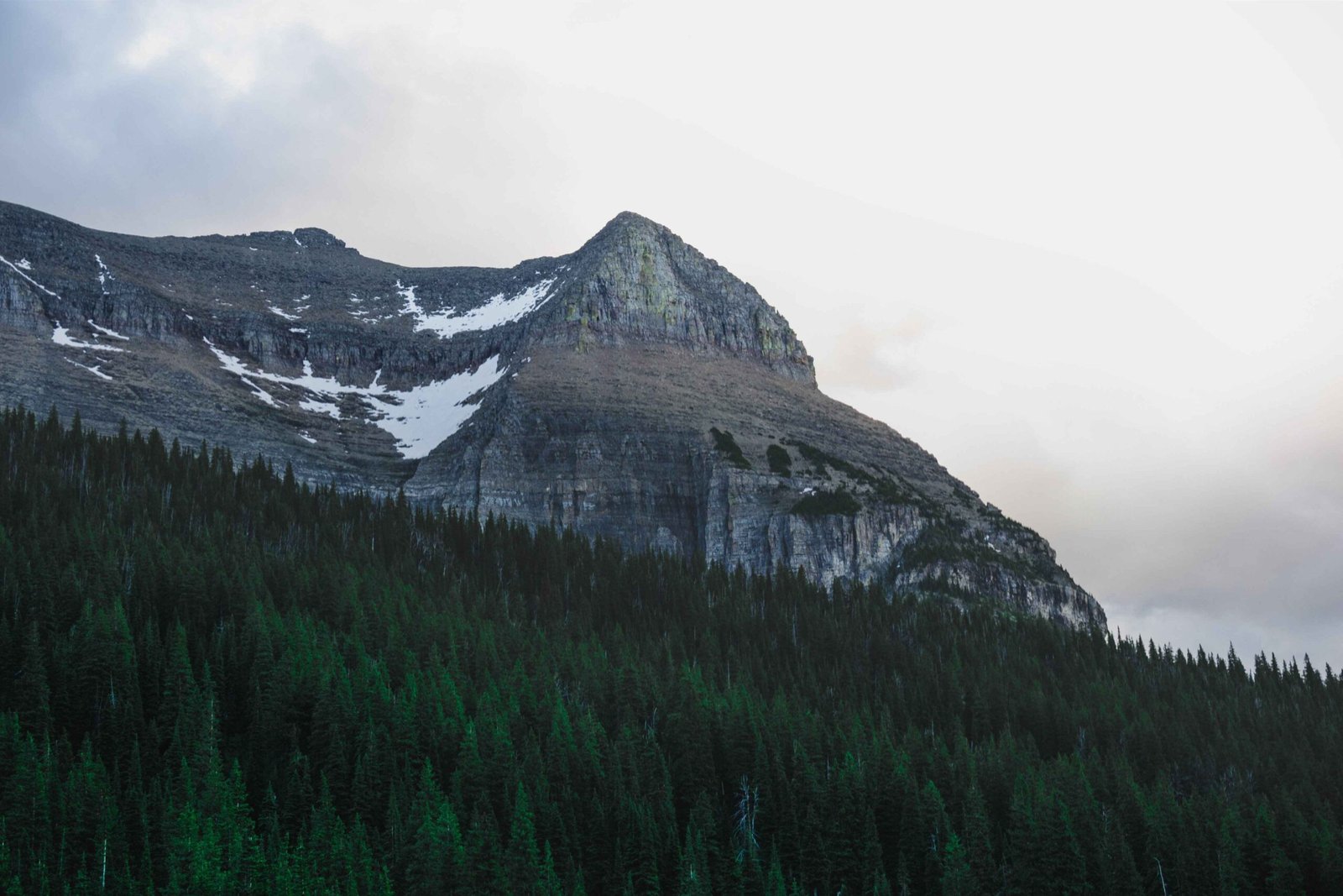 larch trees in glacier national park