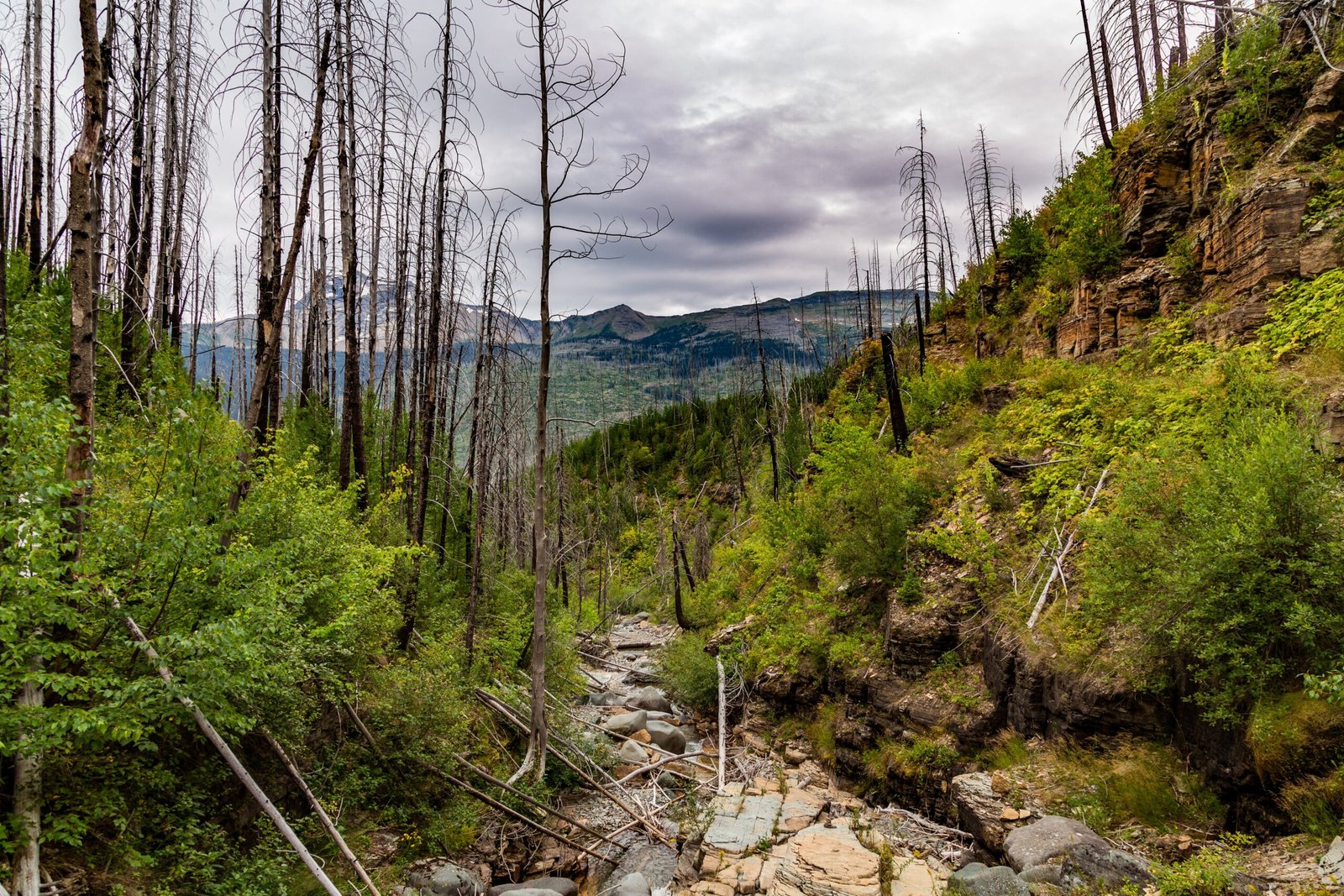 glacier national park camping covid