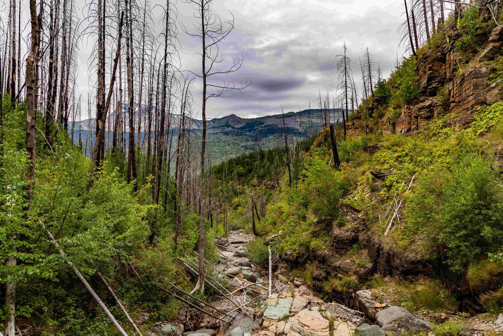 this stunning landscape in glacier national park