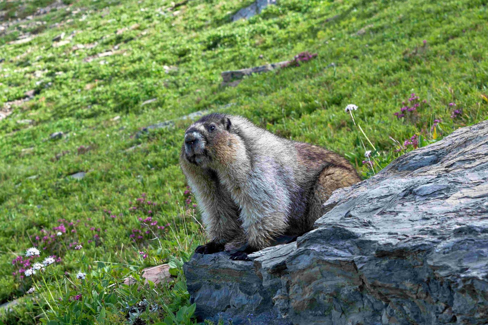 divide mountain glacier national park hike