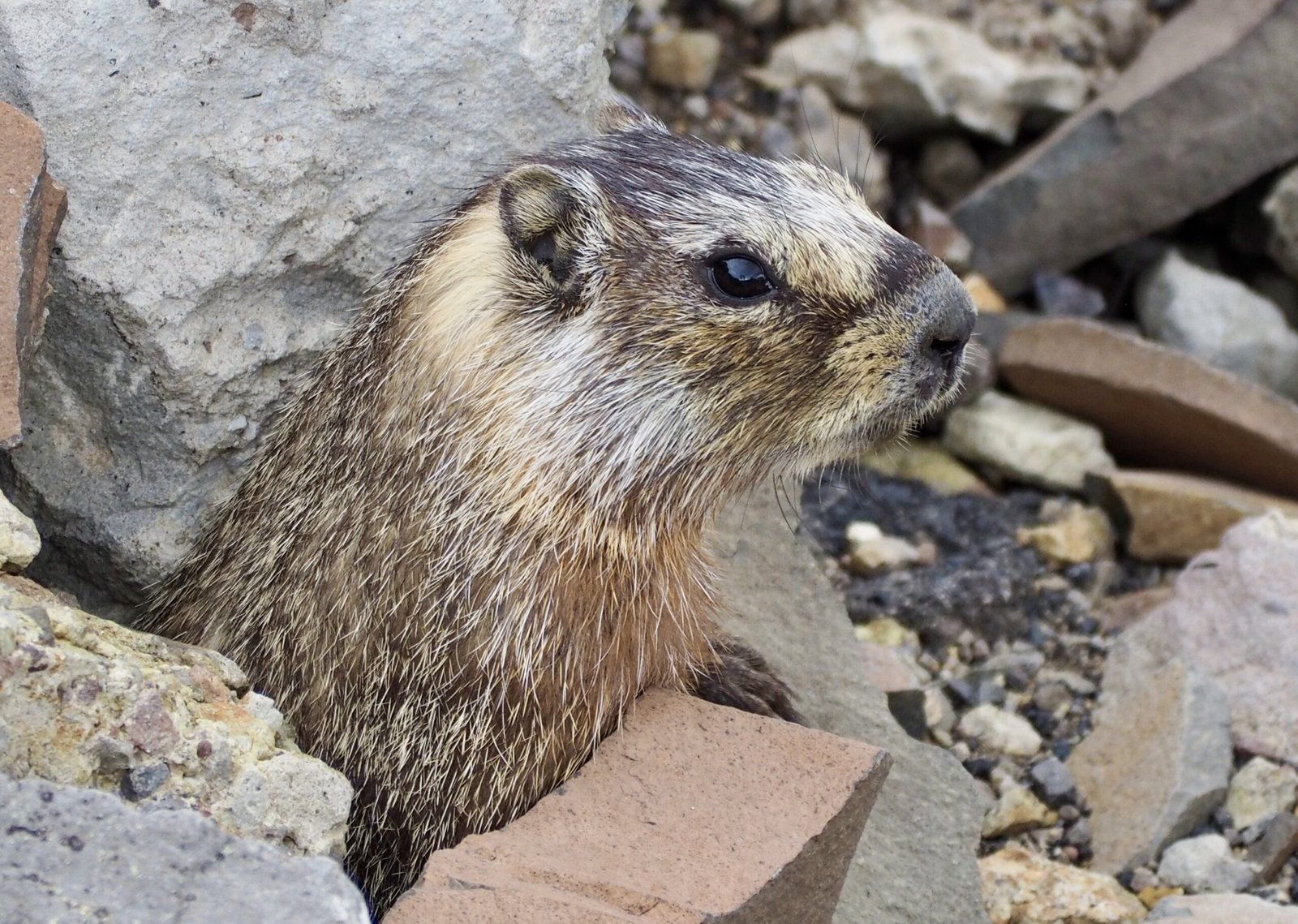 history of roosevelt role in glacier national park