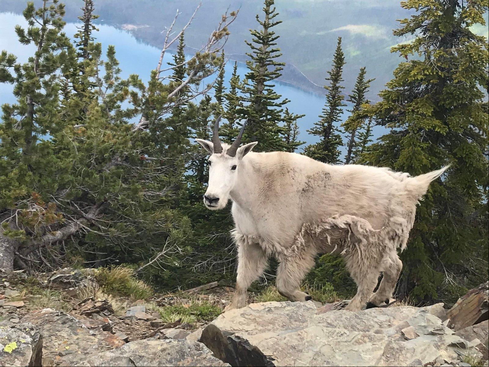 glacier national park backcountry loops