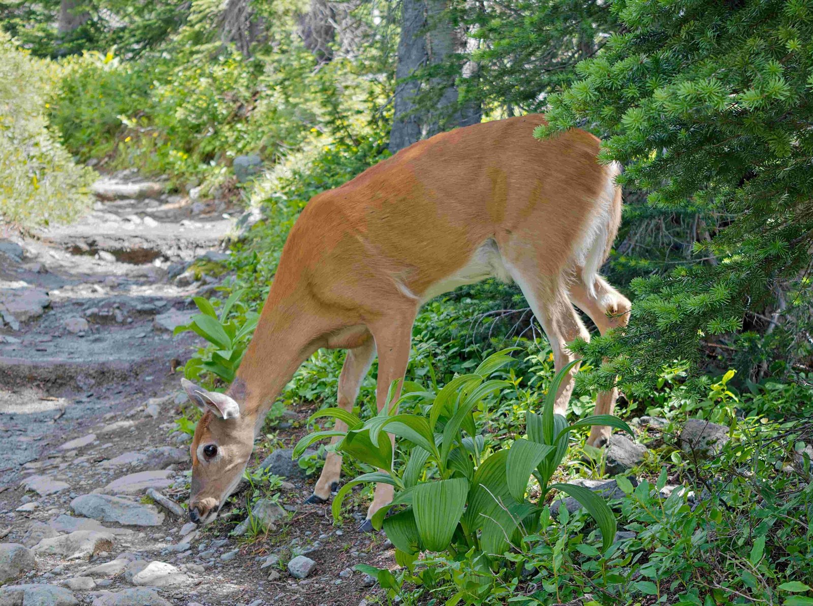 glacier national park hidden lake trail status